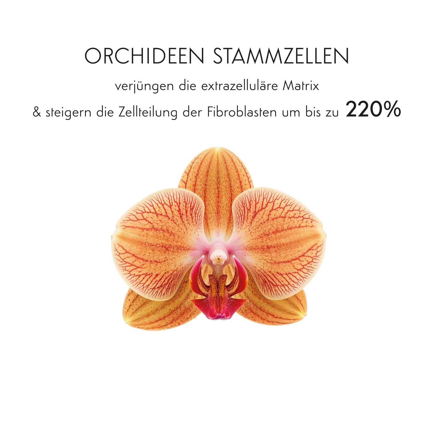 STRAFFEN & LIFTEN & VERFEINERN - Botanical Beauty Therapy Set