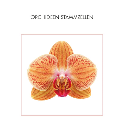 Christmas Set No. 3 - NOVA LIFT STEM CELL Cream - Mask - Eye-Lift