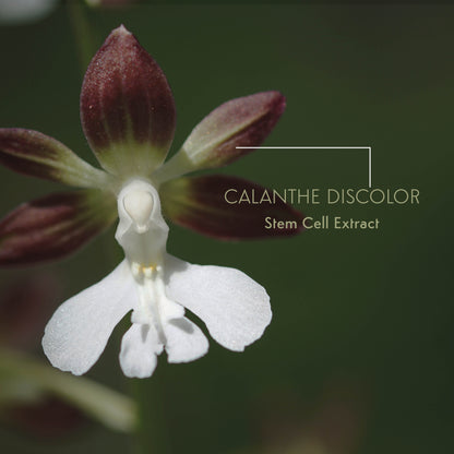 Orchid Stem Cell Lifting Serum - Intensiv Regeneration und Hautdichte